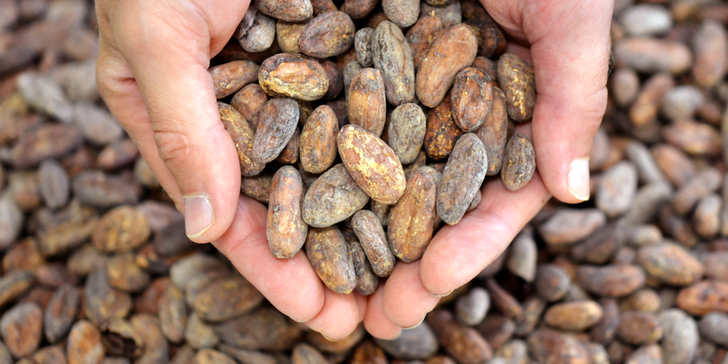 Standout Chocolate - cocoa beans